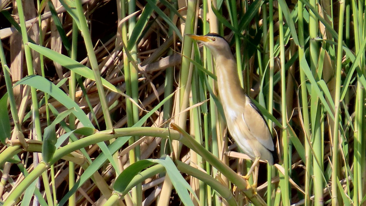 Little Bittern - ML619641358