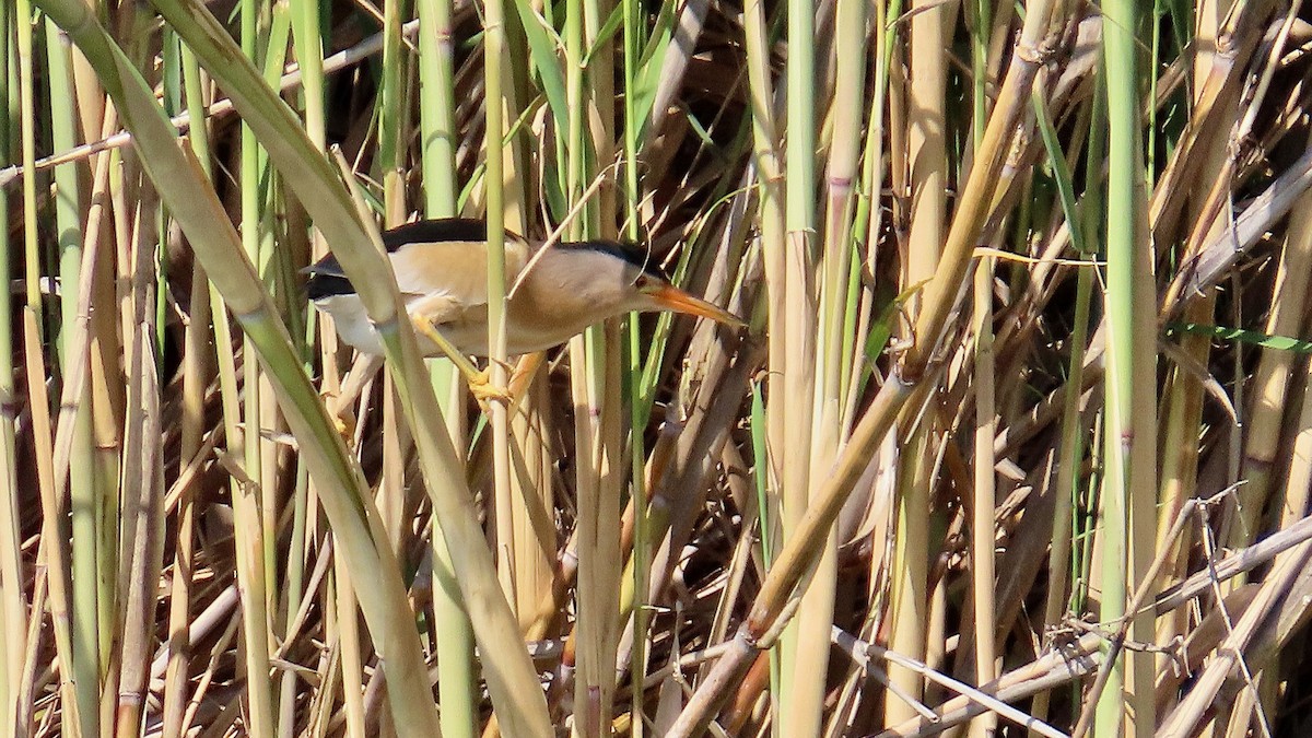 Little Bittern - ML619641359