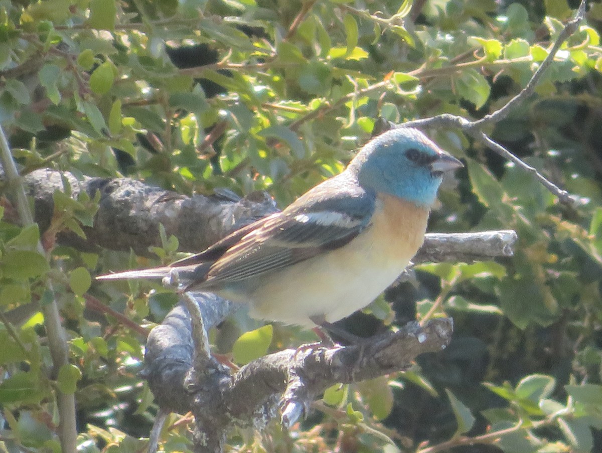 Lazuli Bunting - Aidan Sinha