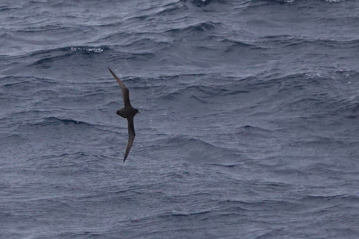 Short-tailed Shearwater - Terry Doyle