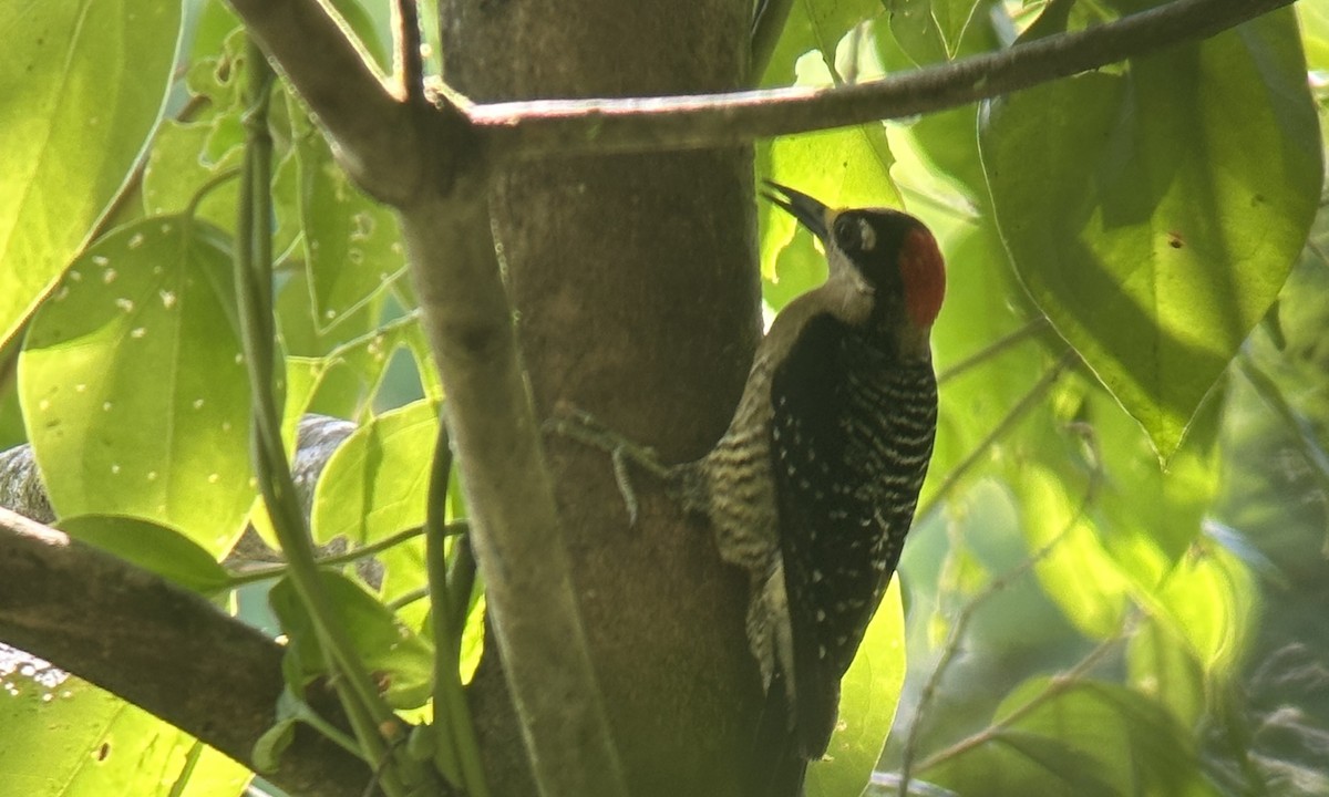 Black-cheeked Woodpecker - Luis Enrique Fernández Sánchez