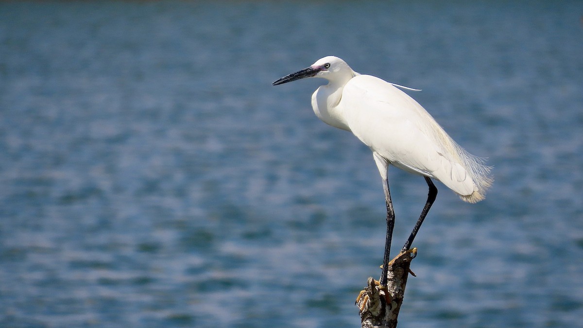 Little Egret - ML619641386