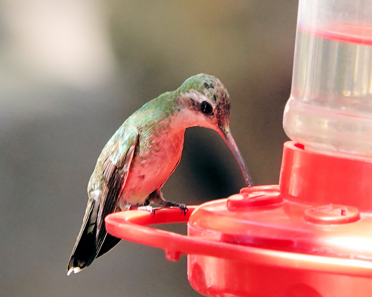 Broad-billed Hummingbird - Marie Ostrander