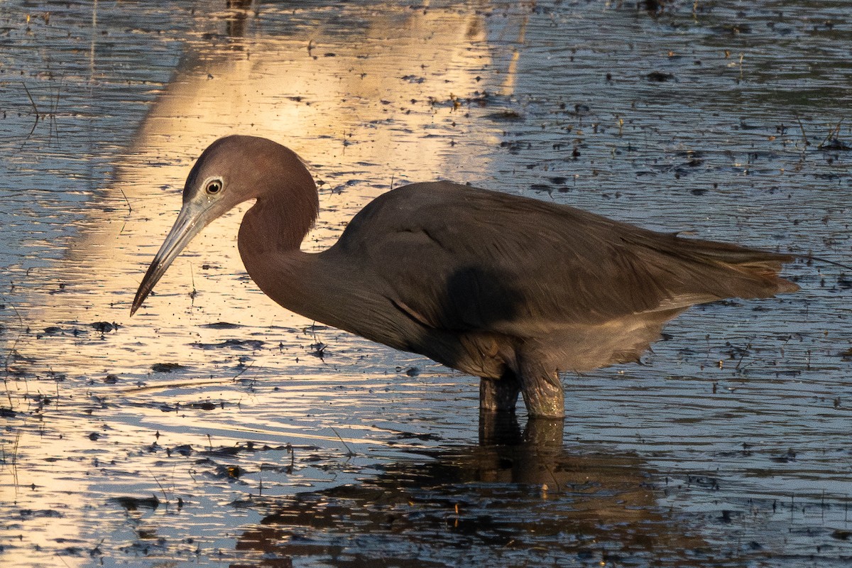 Little Blue Heron - Mike Winck