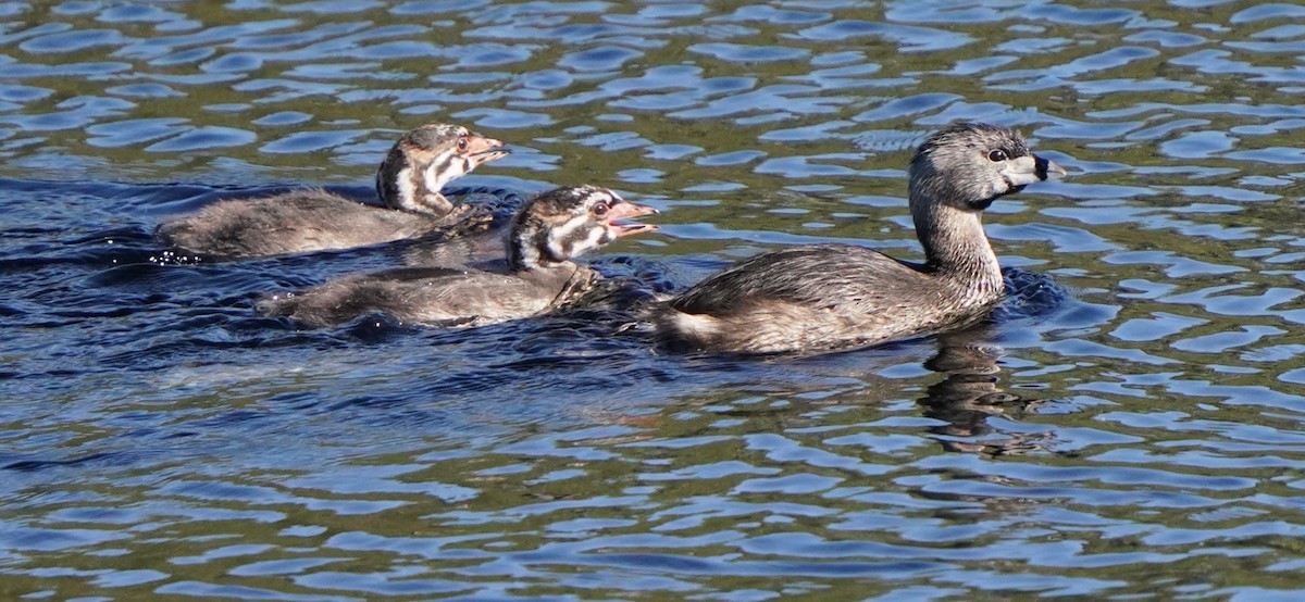 Pied-billed Grebe - Richard Block