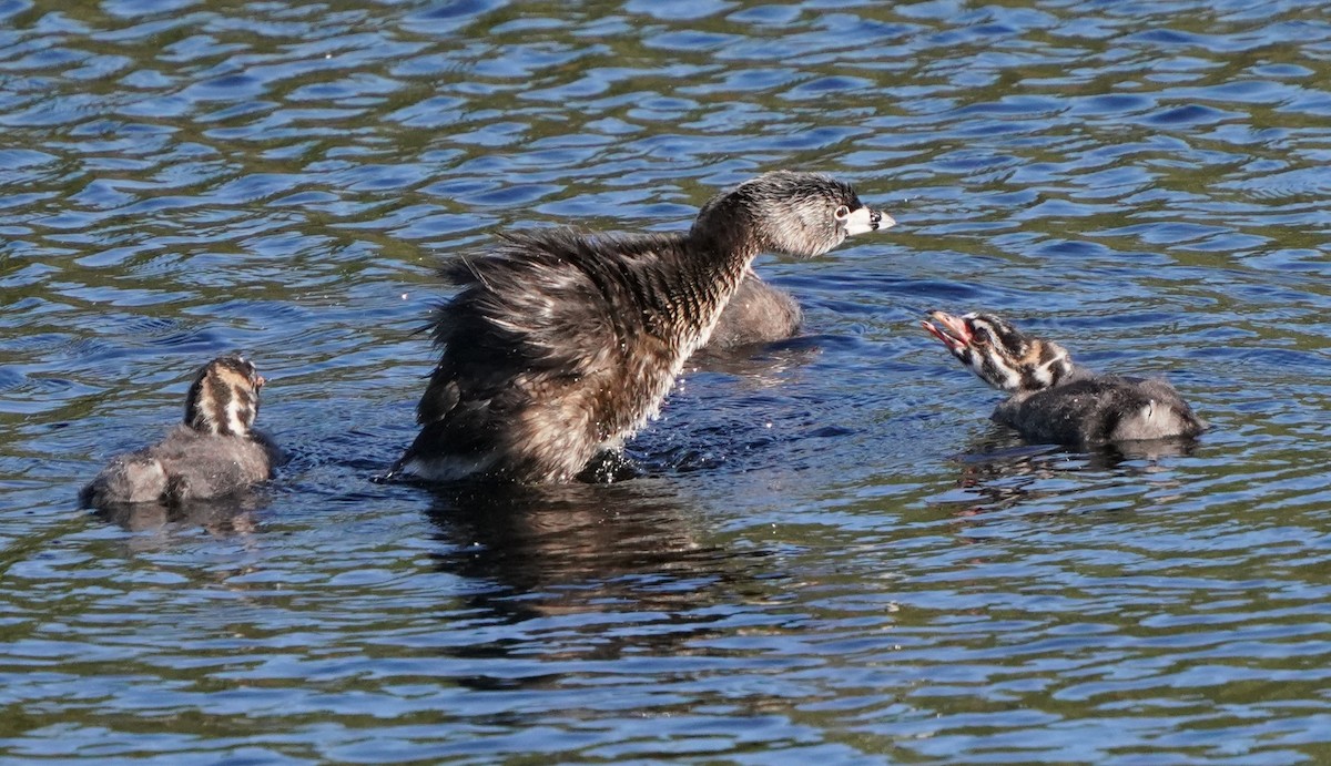 Pied-billed Grebe - Richard Block