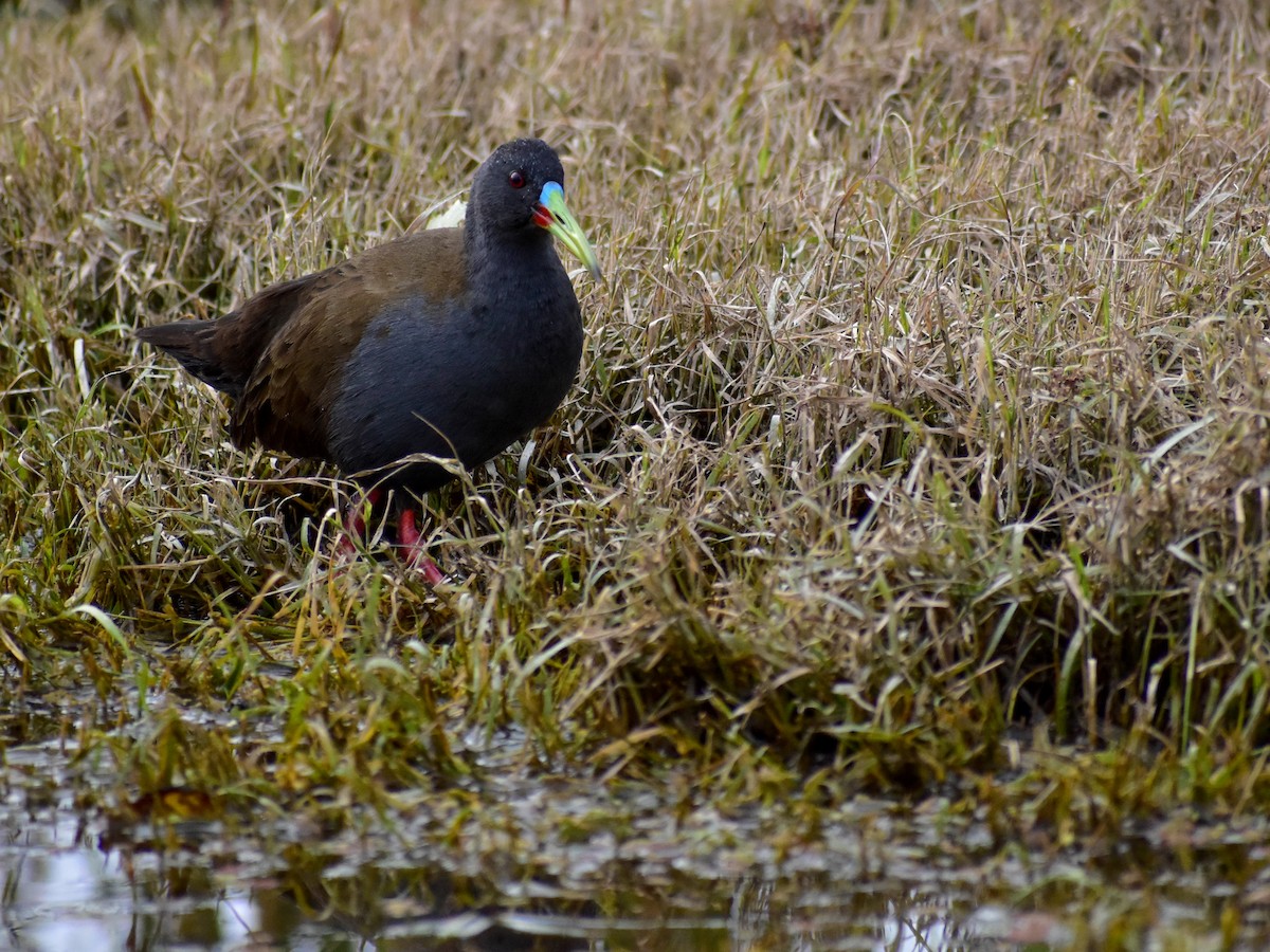 Plumbeous Rail - Chris Peters