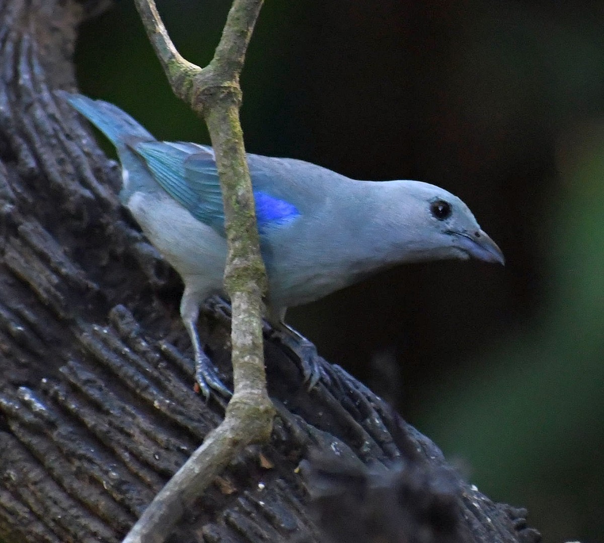 Blue-gray Tanager - Edward Clark