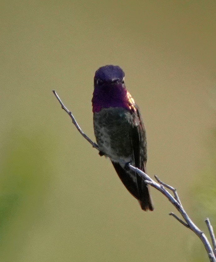Anna's Hummingbird - Richard Block
