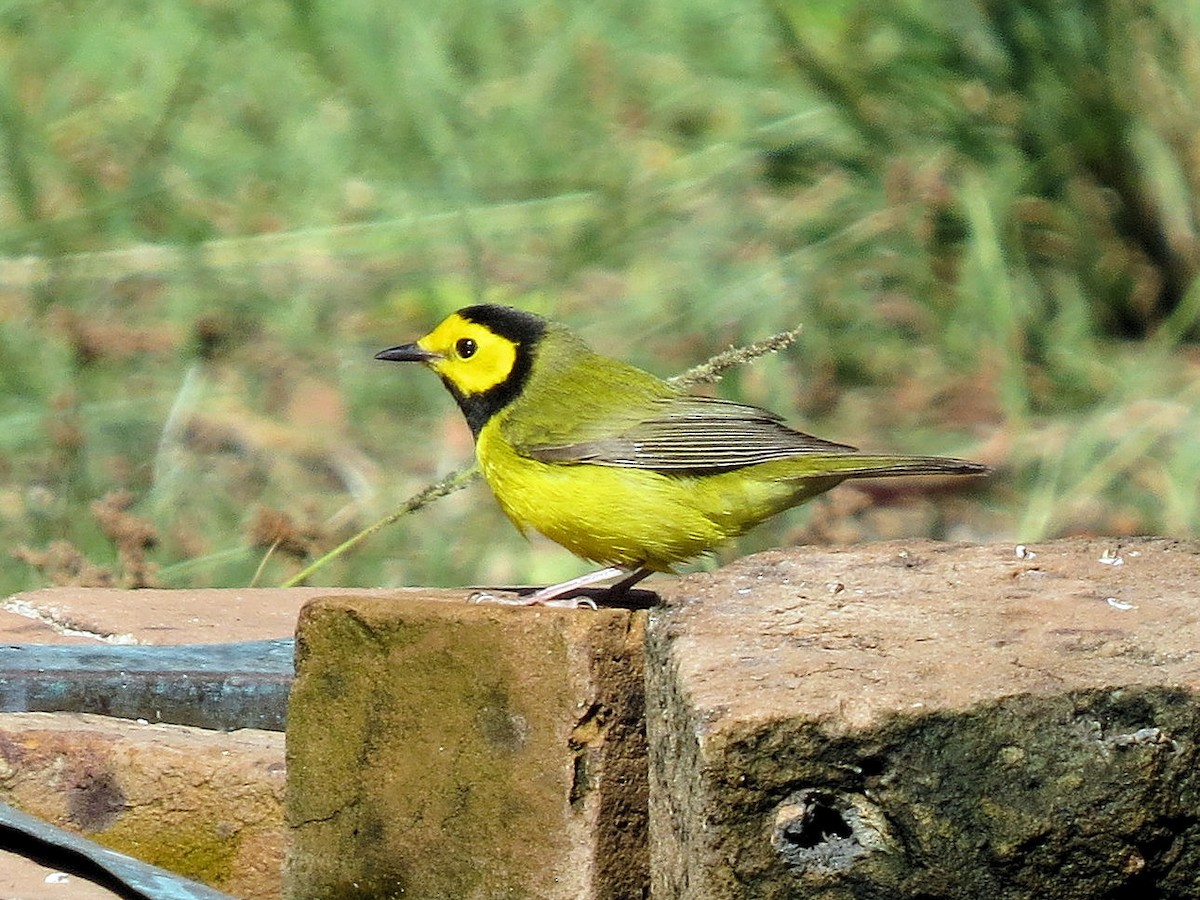 Hooded Warbler - Susan Patla