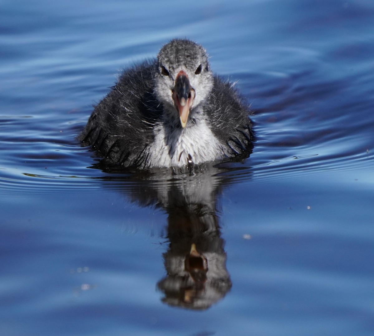 American Coot - Richard Block