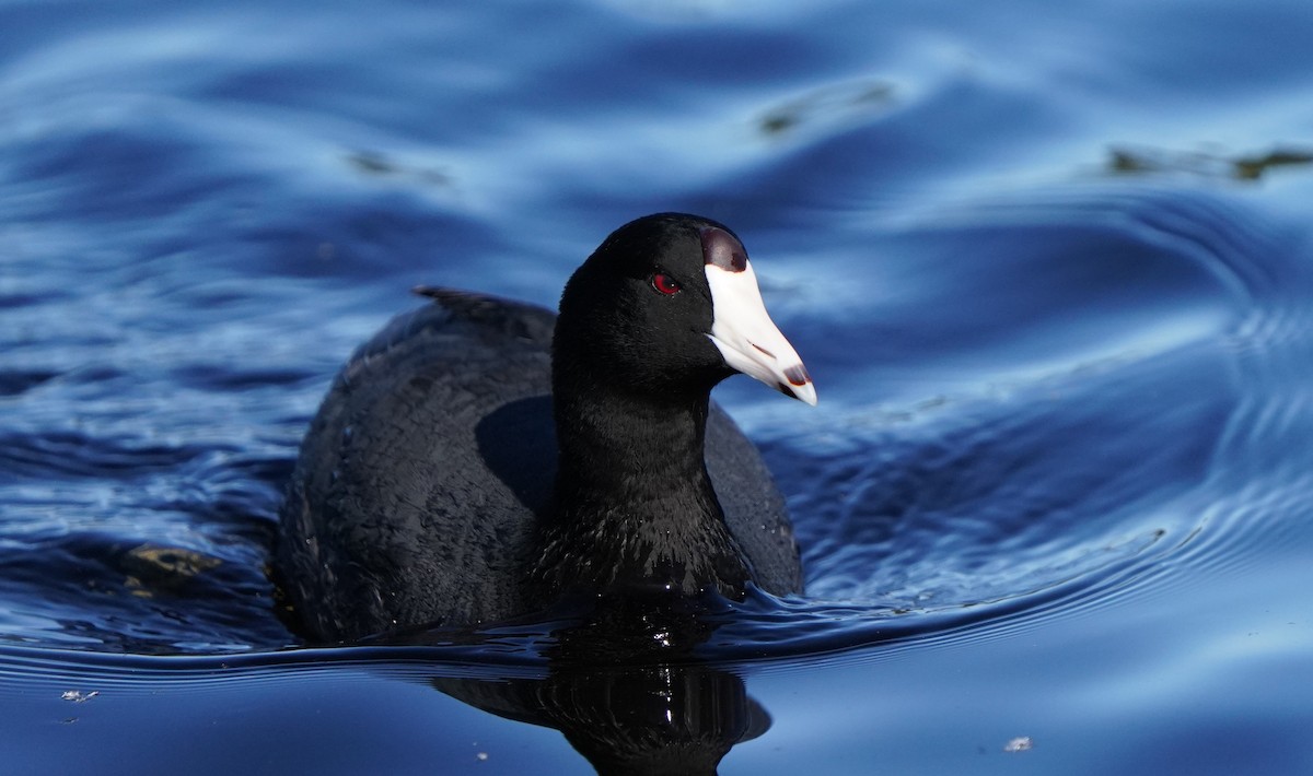 American Coot - Richard Block