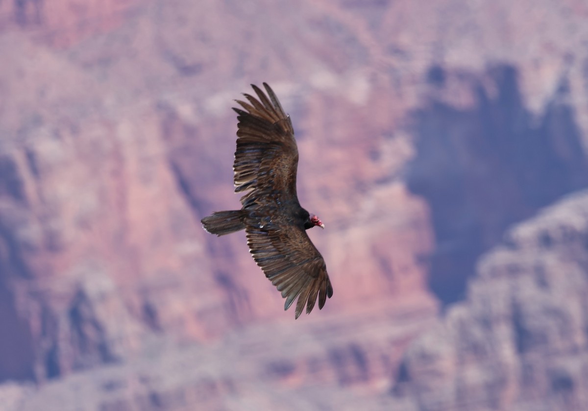 Turkey Vulture - ML619641439