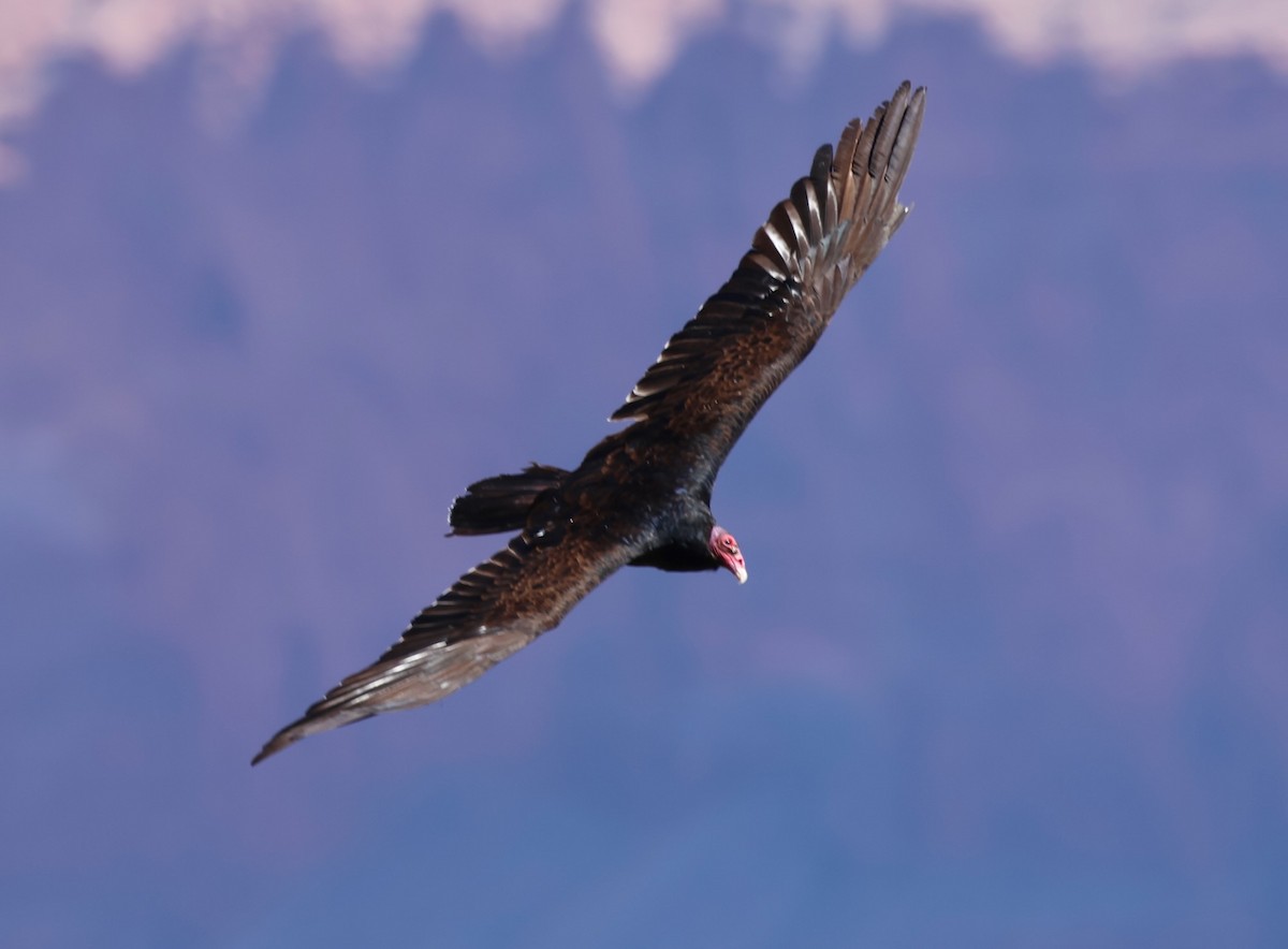Turkey Vulture - ML619641441