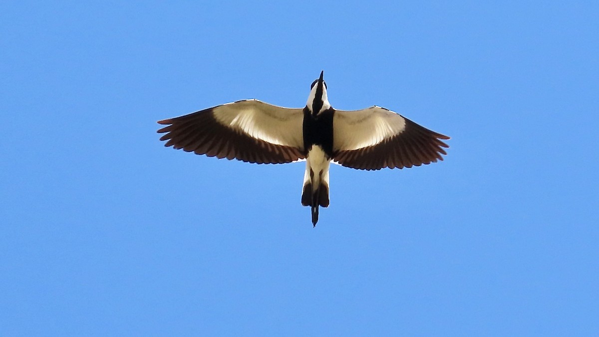 Spur-winged Lapwing - Noah Isakov