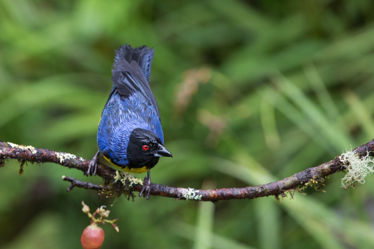 Hooded Mountain Tanager - ML619641446