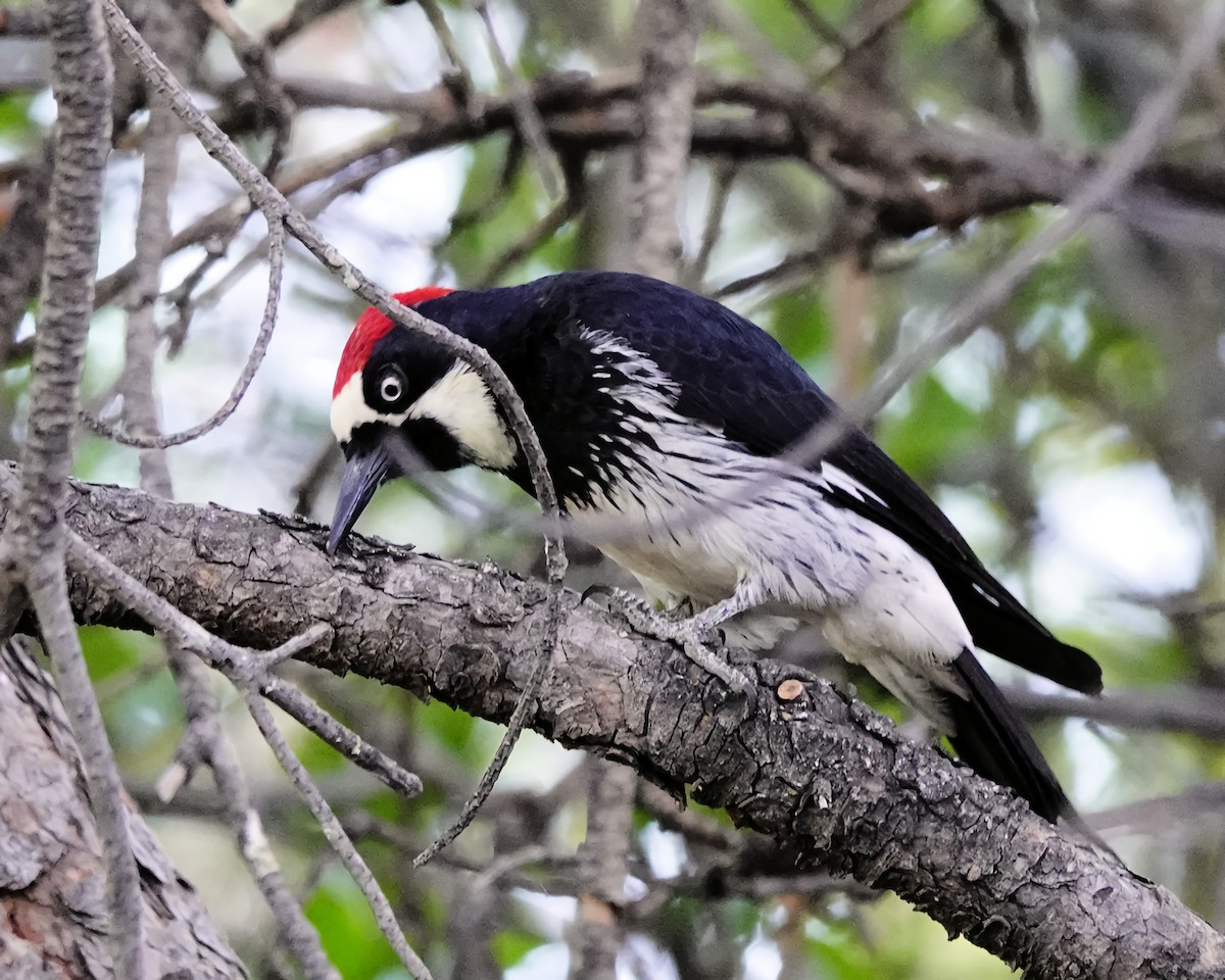 Acorn Woodpecker - Marie Ostrander