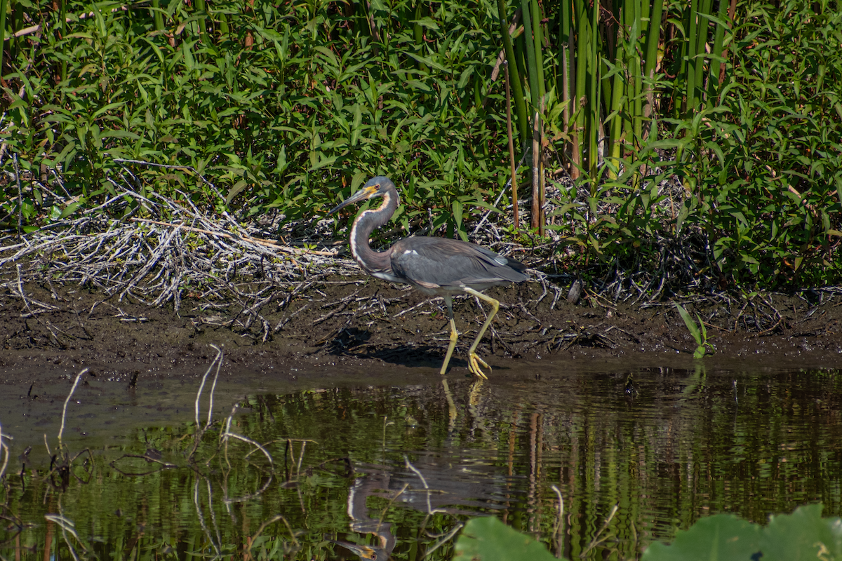 Tricolored Heron - Neil D