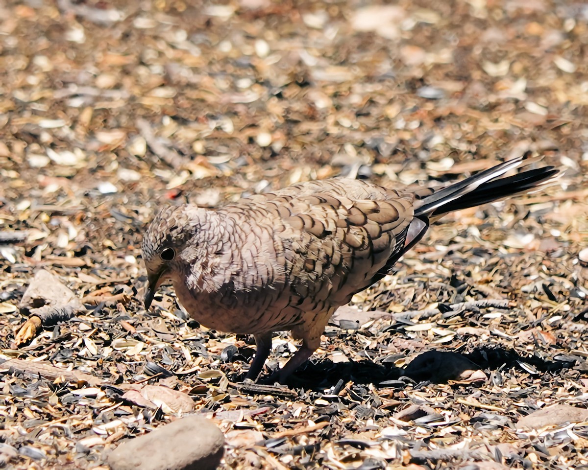 Inca Dove - Marie Ostrander