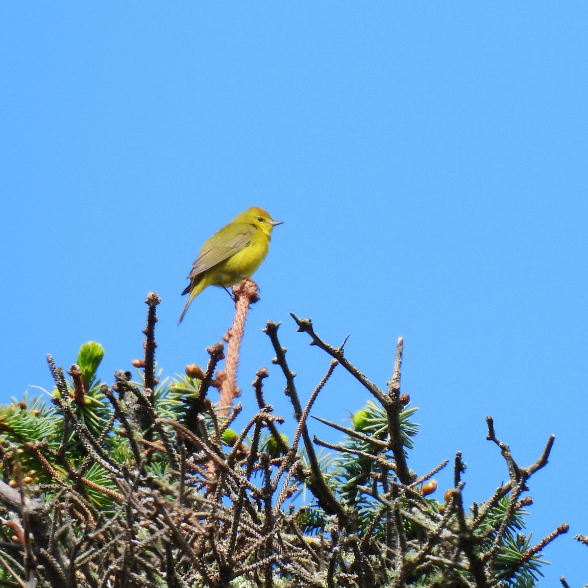 Orange-crowned Warbler - Susan Kirkbride