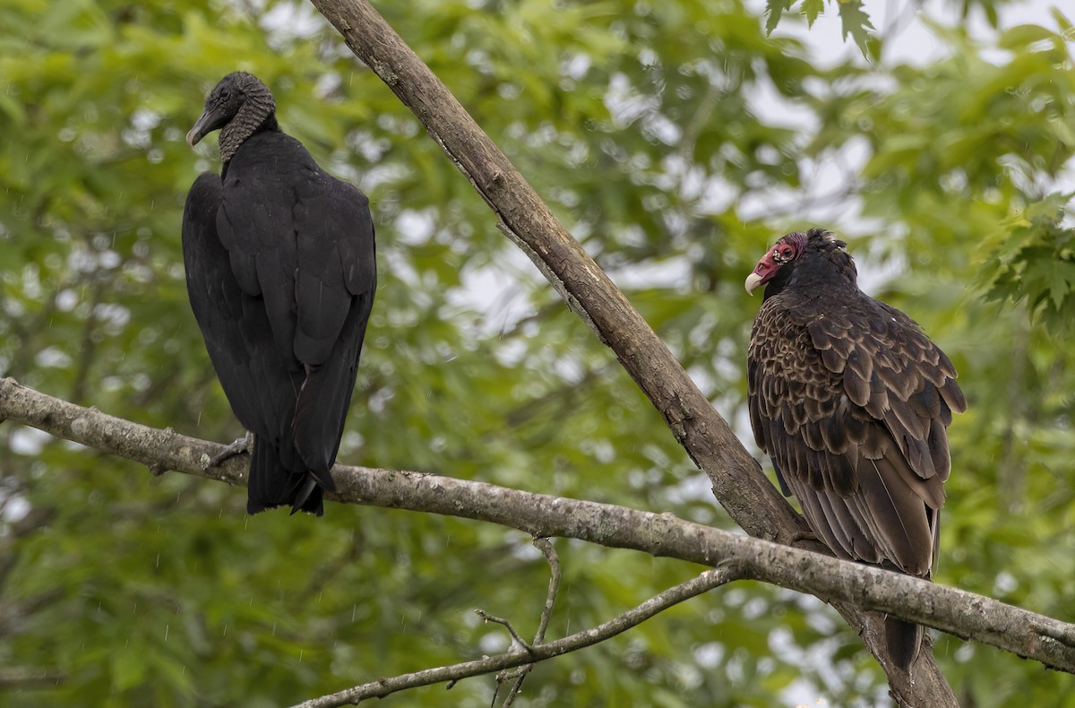 Turkey Vulture - Iris Kilpatrick