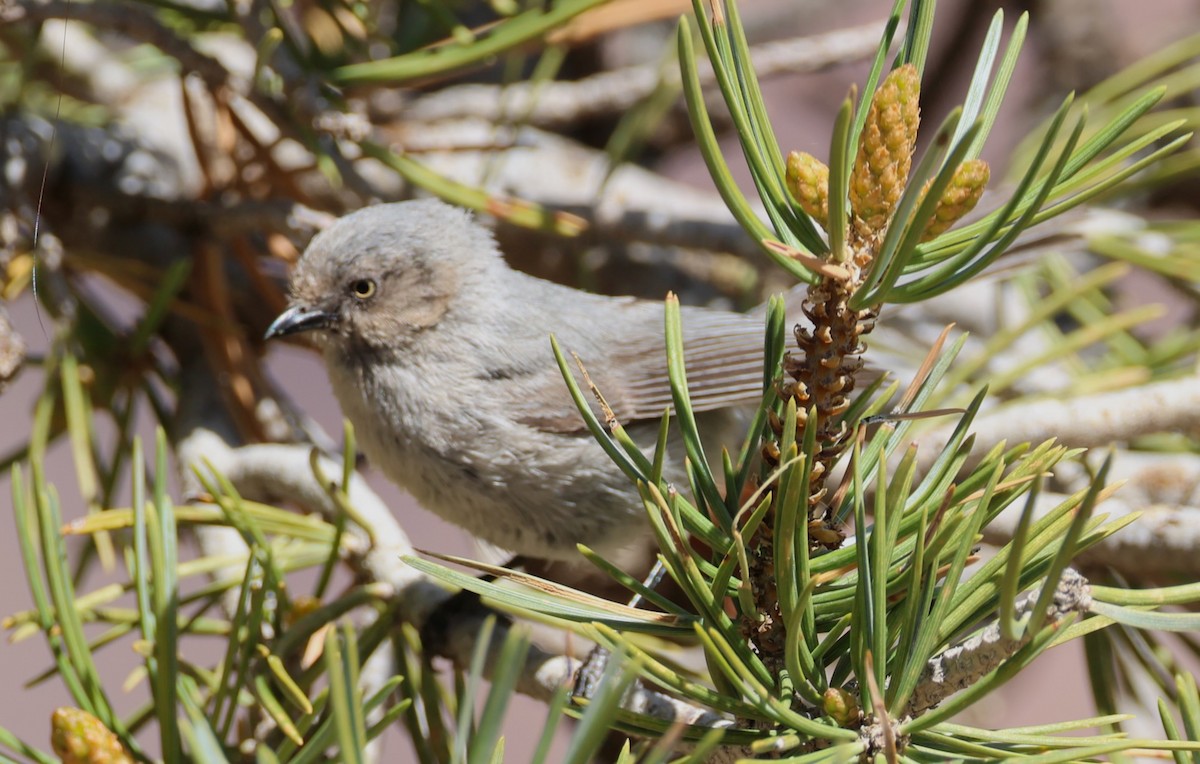 Bushtit - Jeffrey Thomas