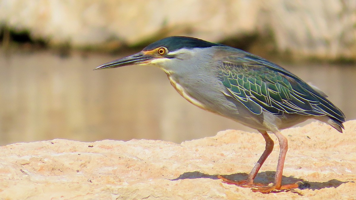 Striated Heron - Noah Isakov