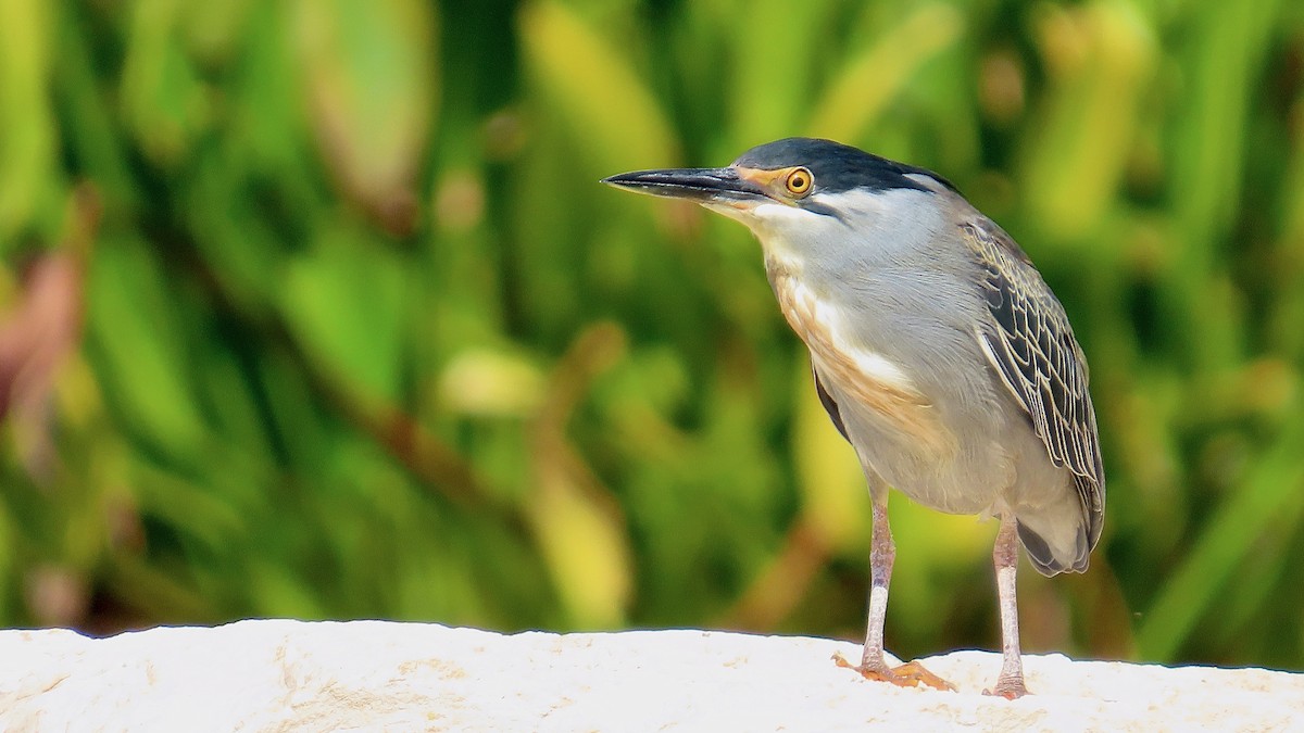 Striated Heron - ML619641471