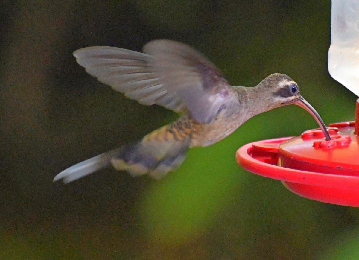 Long-billed Hermit - Edward Clark