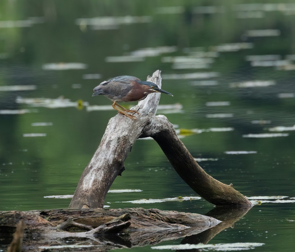 Green Heron - Julie Paquette