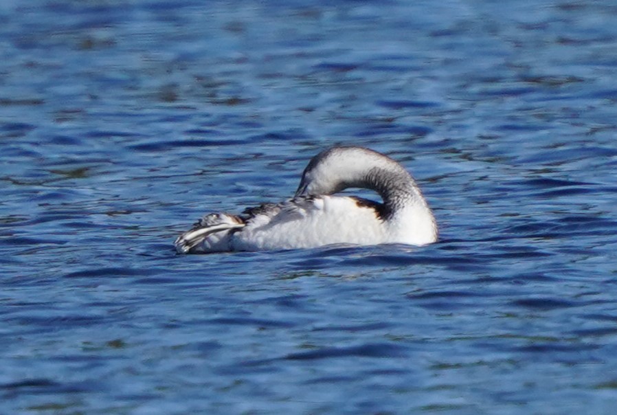 Red-throated Loon - Richard Block