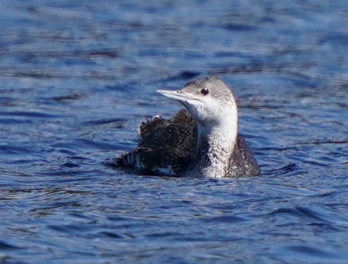 Red-throated Loon - Richard Block