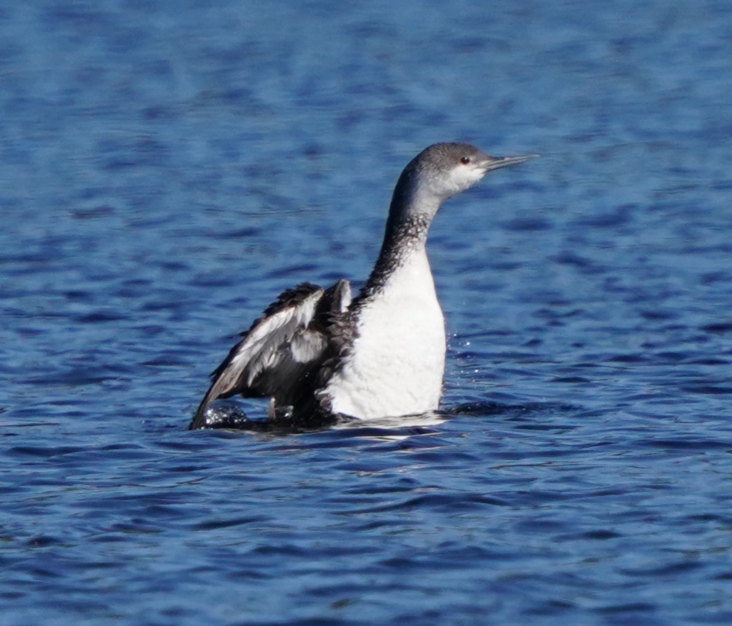 Red-throated Loon - Richard Block