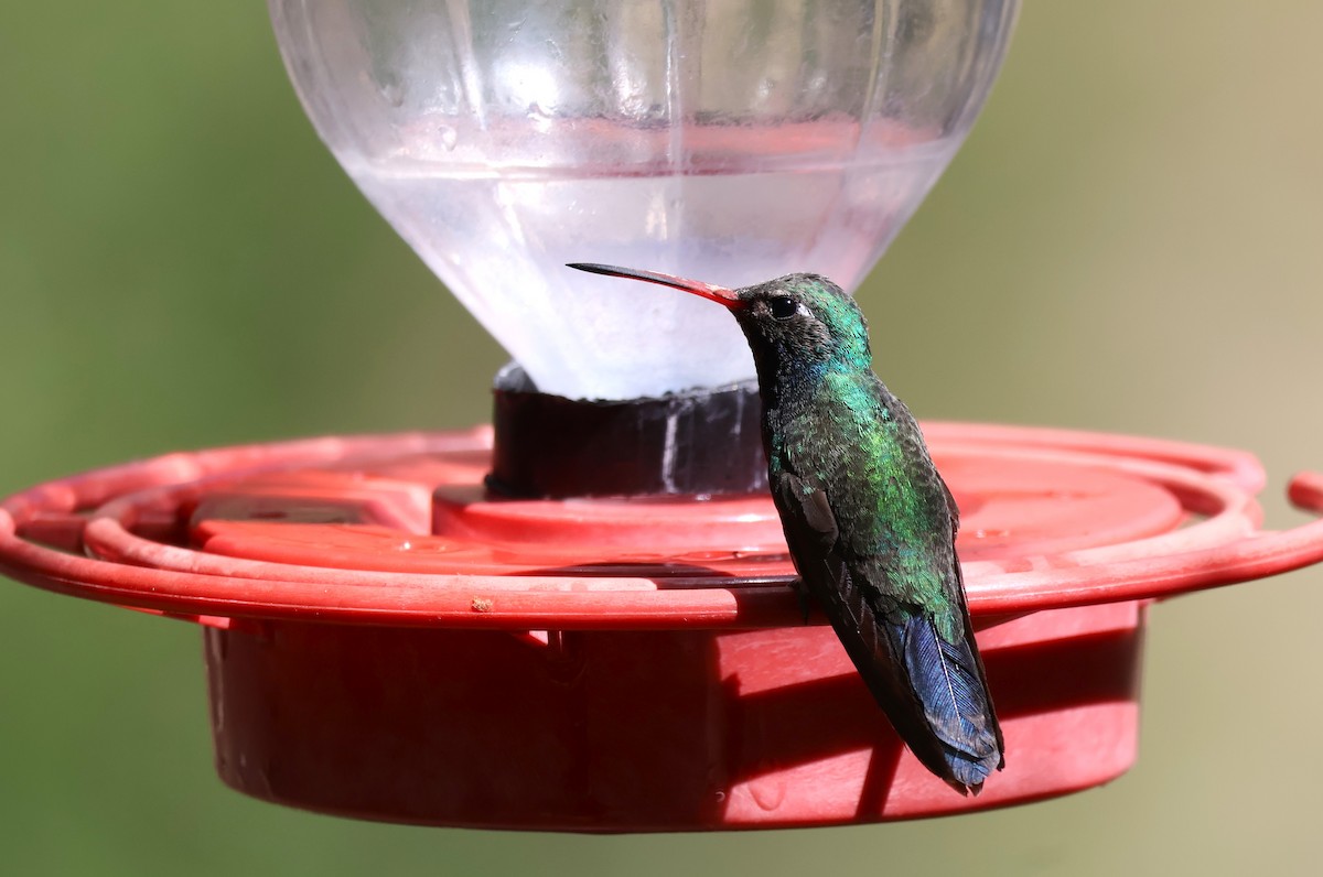 Broad-billed Hummingbird - Tricia Vesely