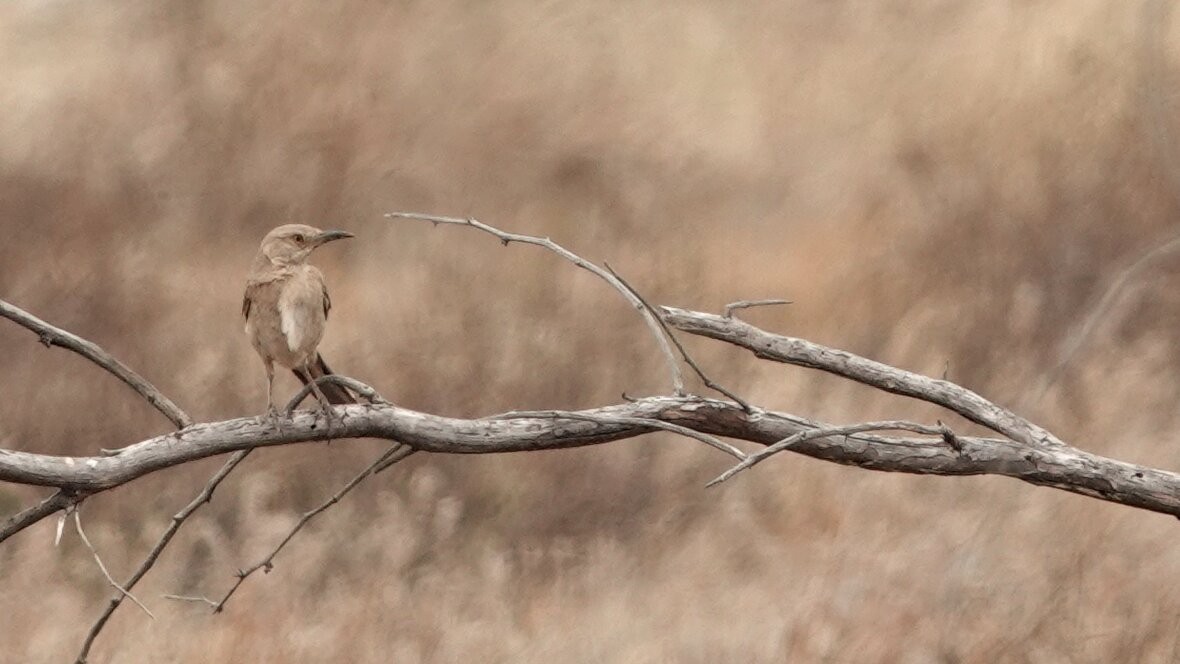 Bendire's Thrasher - leo wexler-mann