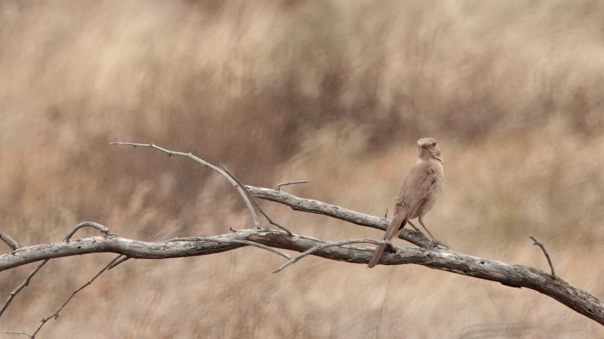 Bendire's Thrasher - ML619641491