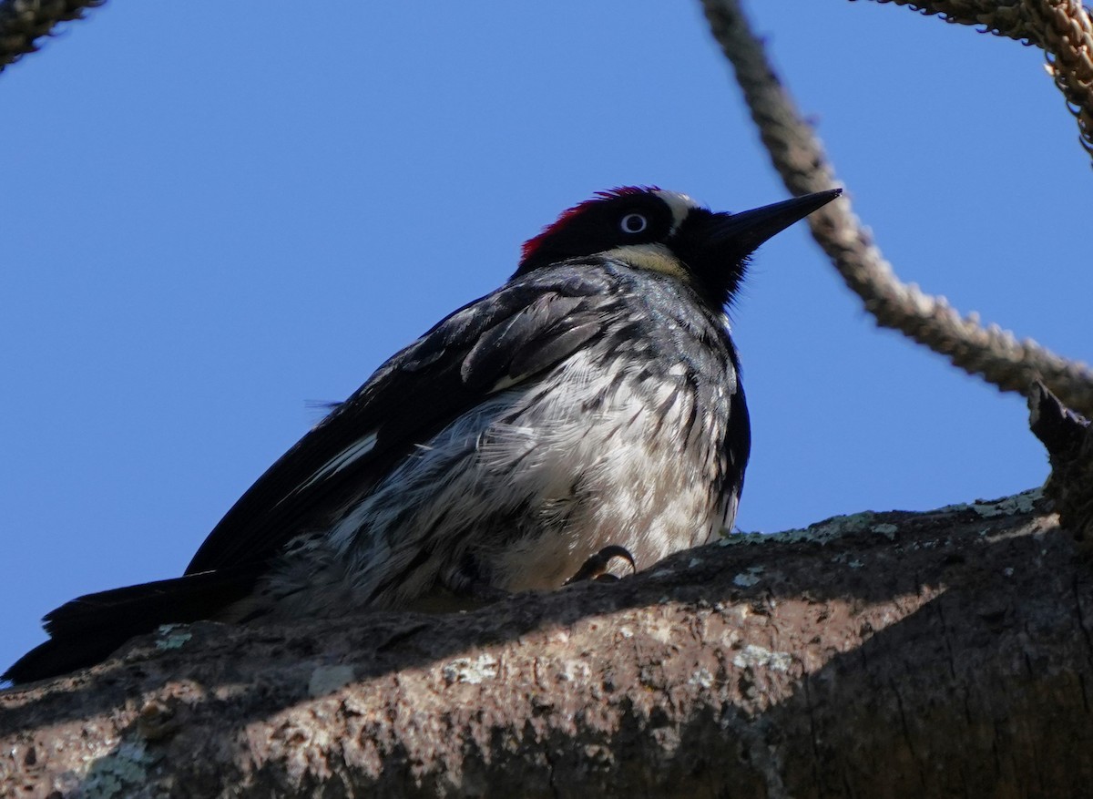 Acorn Woodpecker - Richard Block