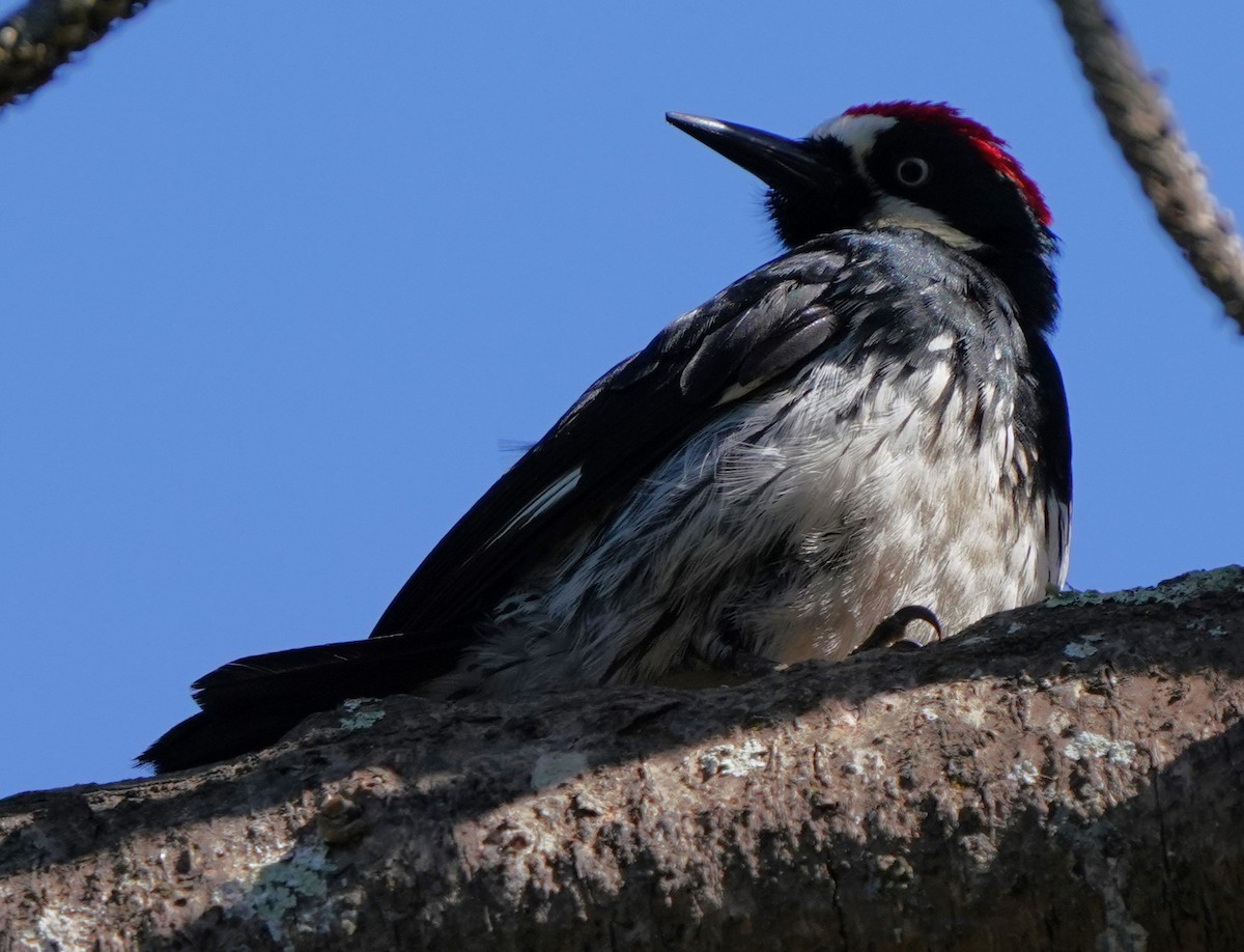 Acorn Woodpecker - Richard Block