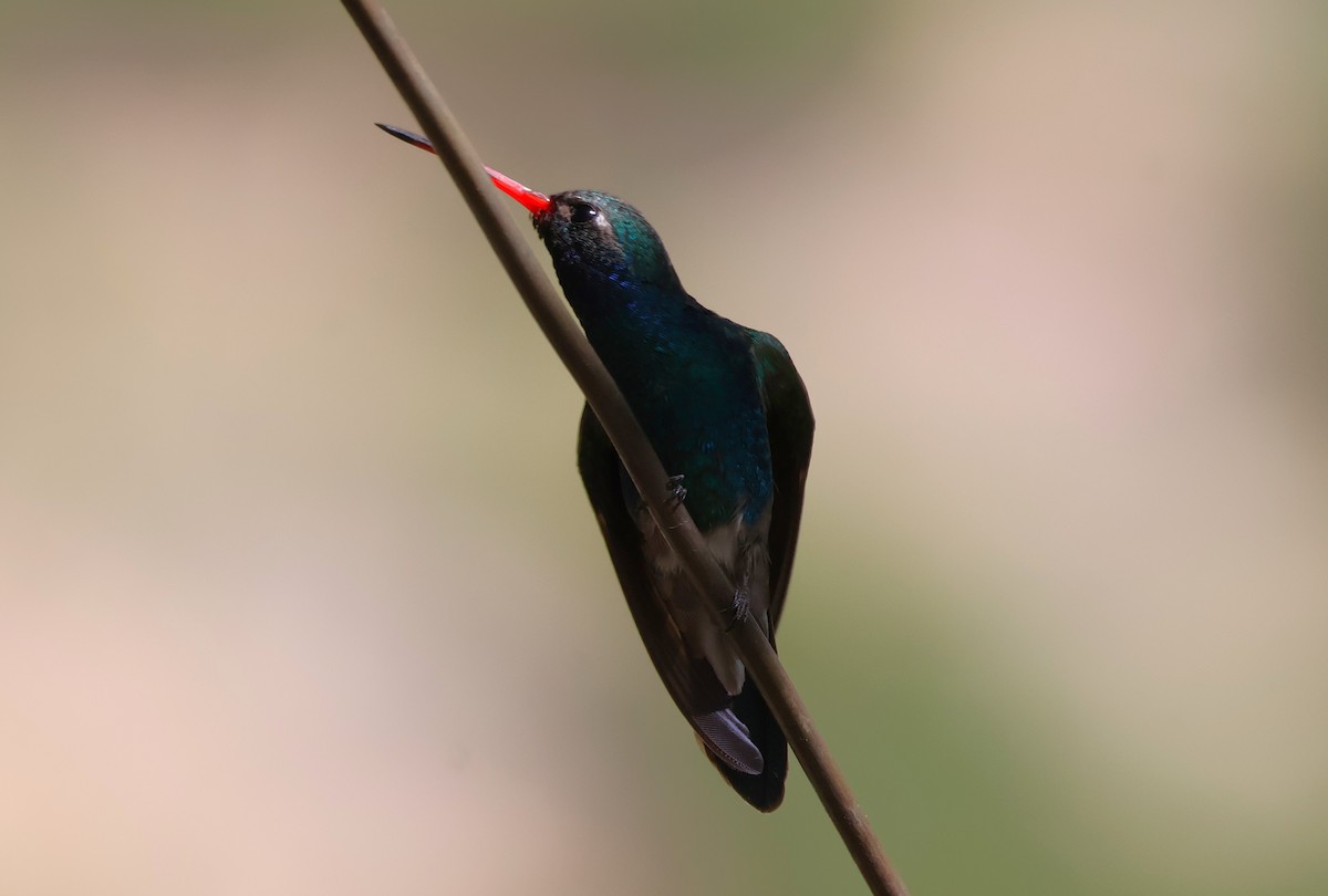 Broad-billed Hummingbird - Tricia Vesely