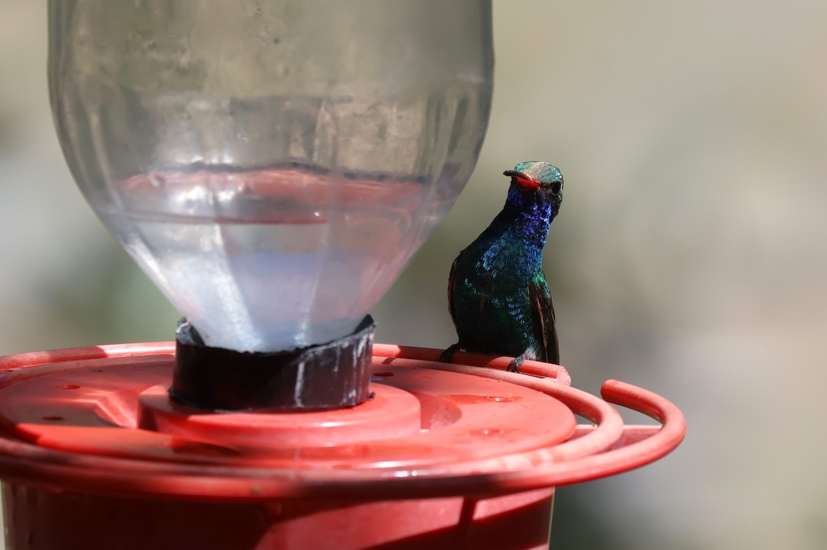 Broad-billed Hummingbird - Tricia Vesely