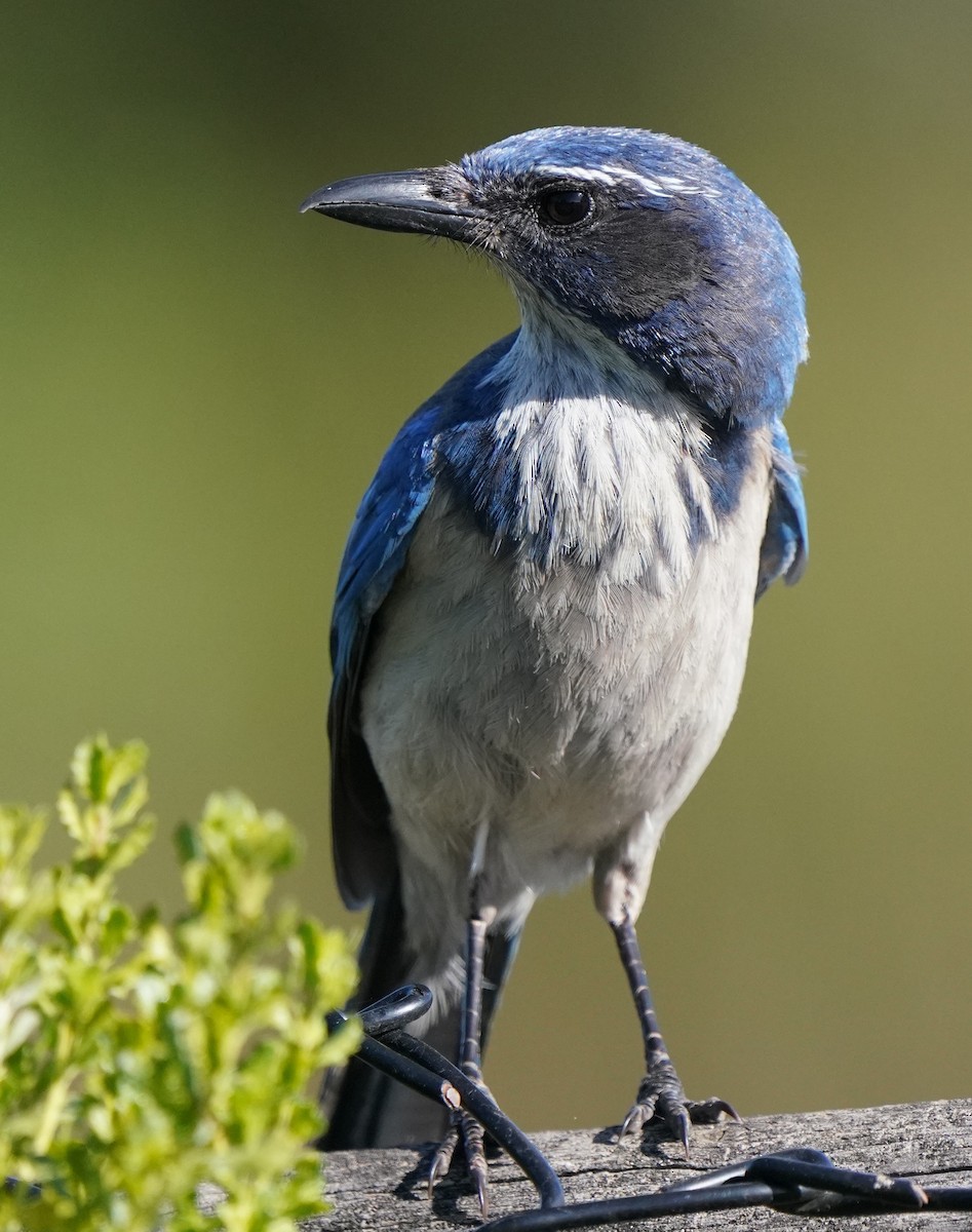 California Scrub-Jay - Richard Block