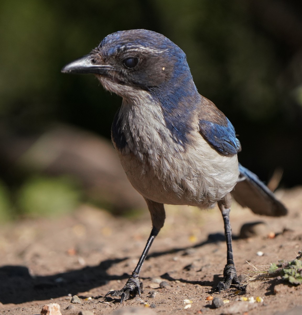 California Scrub-Jay - Richard Block