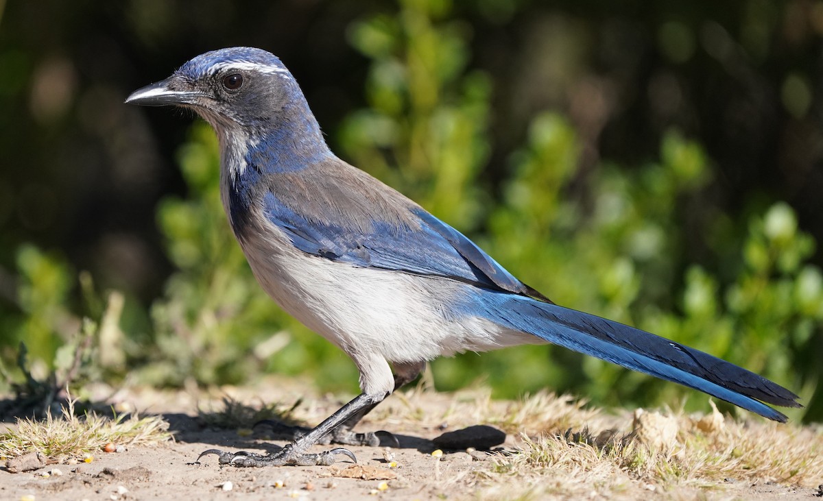 California Scrub-Jay - Richard Block