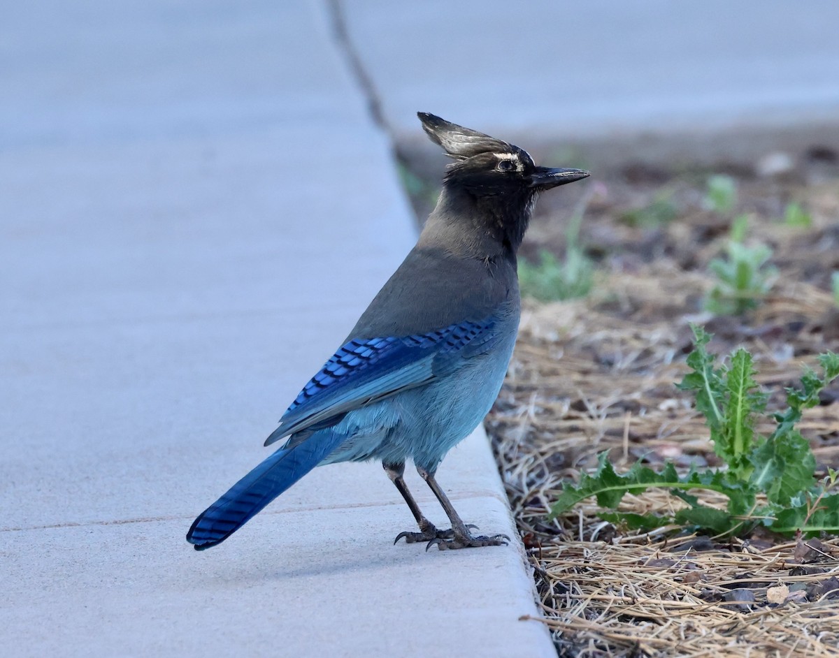 Steller's Jay - Jeffrey Thomas