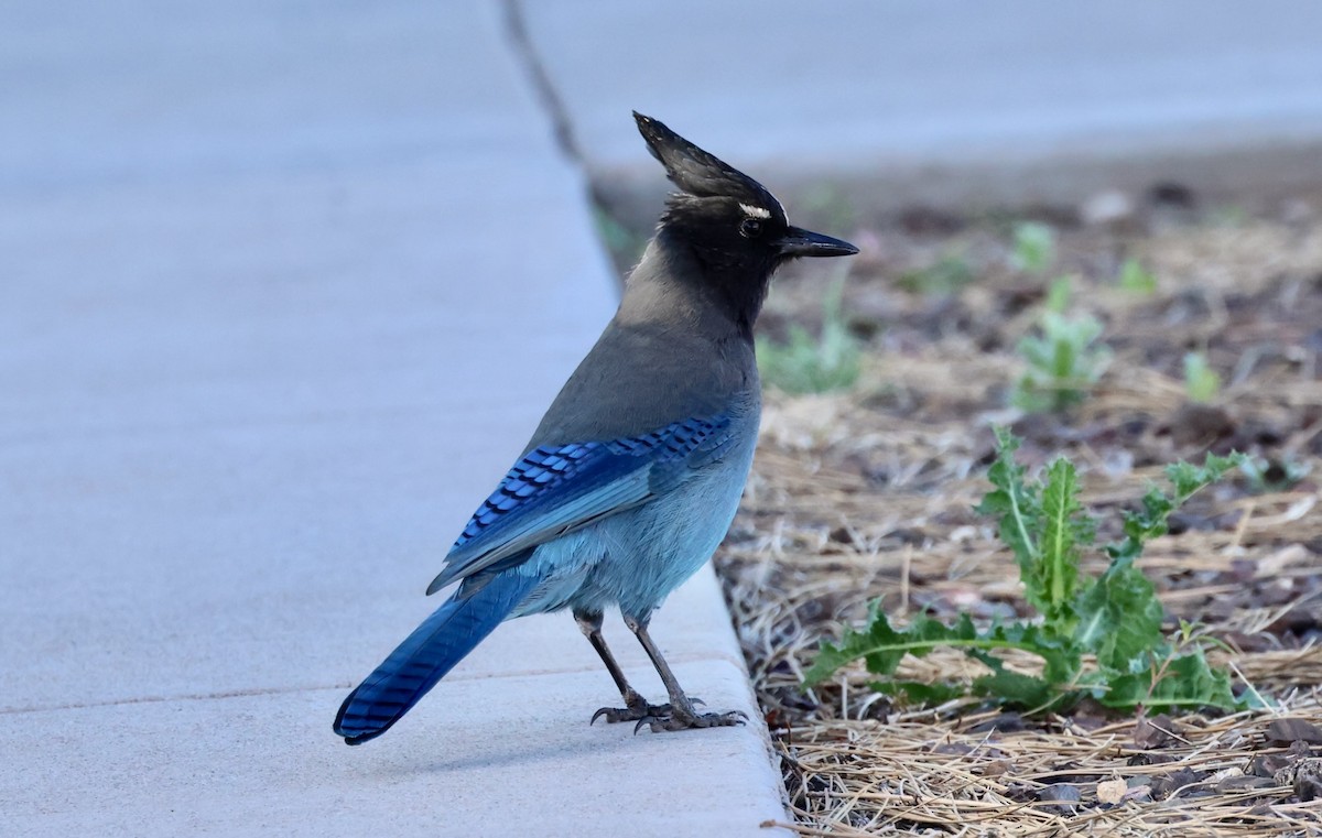 Steller's Jay - Jeffrey Thomas