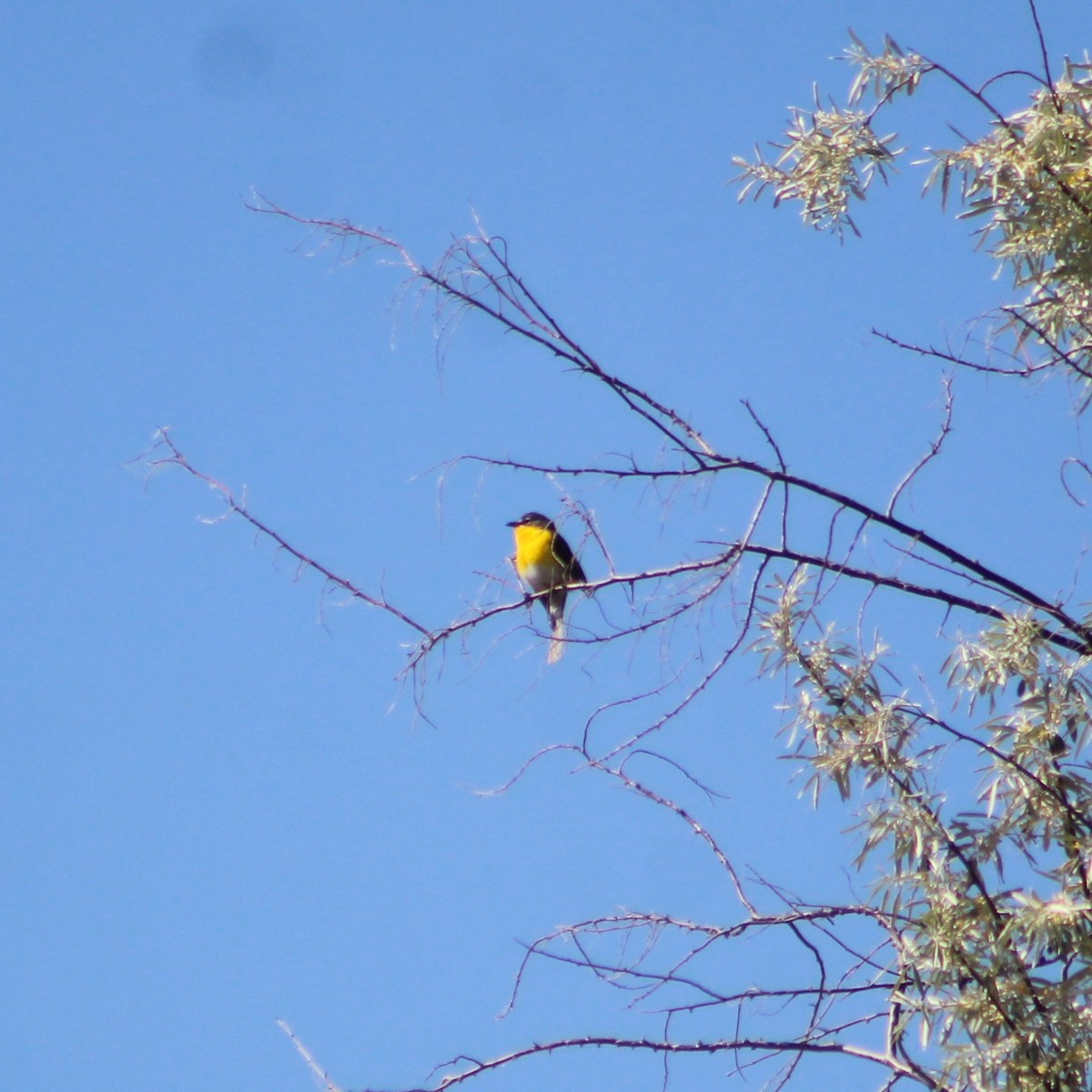 Yellow-breasted Chat - James Jarrett