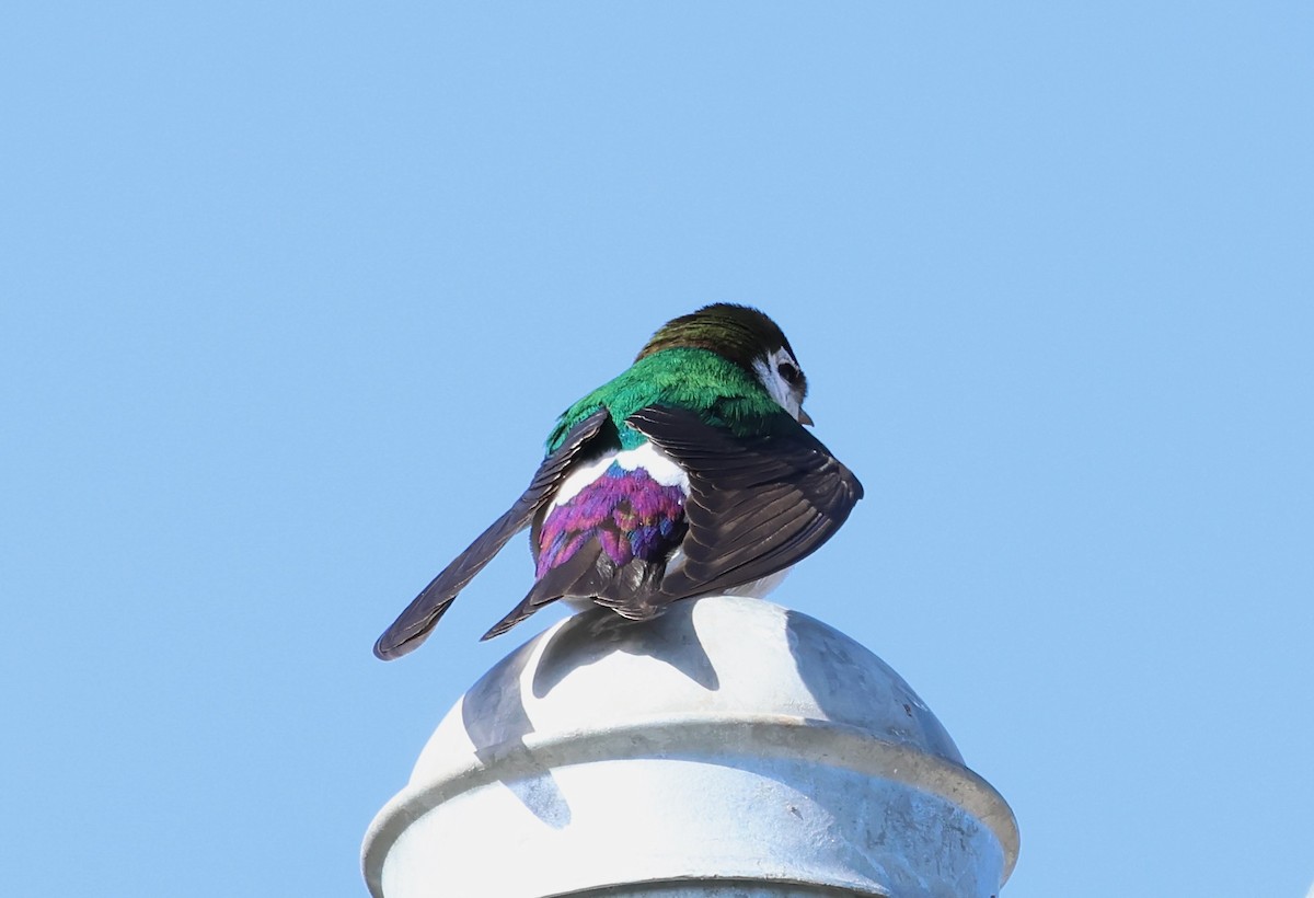 Violet-green Swallow - Jeffrey Thomas