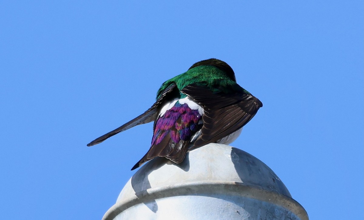 Violet-green Swallow - Jeffrey Thomas