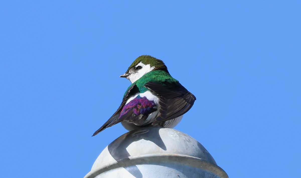 Violet-green Swallow - Jeffrey Thomas