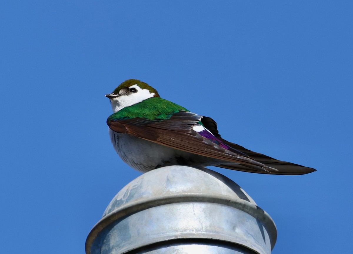 Violet-green Swallow - Jeffrey Thomas